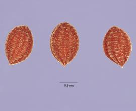   Seeds:   Oxalis stricta ; Photo by Hernández, USDA-NRCS Plants Database
